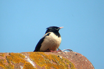 ROSE COLOURED STARLING . STARCROSS . DEVON . 10 / 7 / 2002