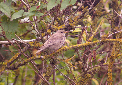 ROSE-COLOURED STARLING . DAWLISH WARREN . DEVON . 19 . 9 . 2013