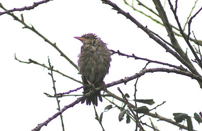 ROSE-COLOURED STARLING . EXMINSTER . DEVON . 7 . 1 . 2013