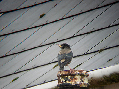 ROSE-COLOURED STARLING . HAVERFORD WEST . PEMBROKESHIRE . WALES . 26 . 3 . 2008