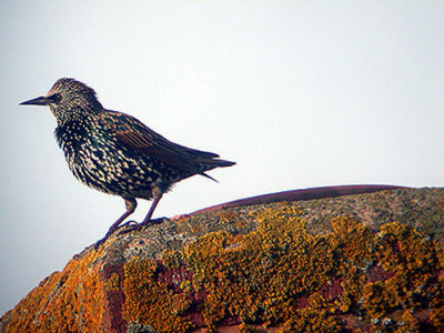 STARLING . TOPSHAM . DEVON .   28 / 9 / 2002