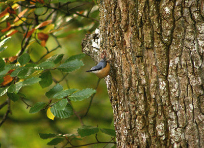 NUTHATCH . STOVER COUNTRY PARK . DEVON . 18 . 10 . 2009