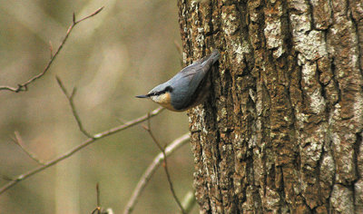 NUTHATCH . STOVER PARK . DEVON . 24 . 2 . 2013