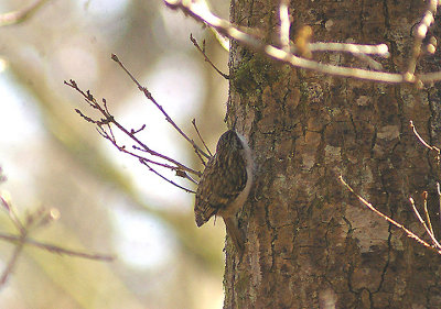 TREECREEPER . BYSTOCK WOOD . DEVON . ENGLAND . 3 . 4 . 2013