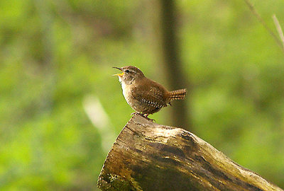 WREN . CHALLACOMBE FARM . DARTMOOR . DEVON . 28 . 4 . 2010