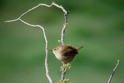 WREN . EXMINSTER MARSHES . DEVON . 16 . 4 . 2008
