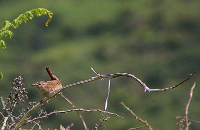 WREN . LANNACOMBE . DEVON . 9 . 6 . 2010