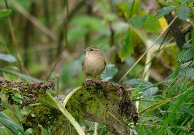 WREN . THE LUDWELL VALLEY COUNTRY PARK . EXETER . DEVON . 7 . 11 . 2013