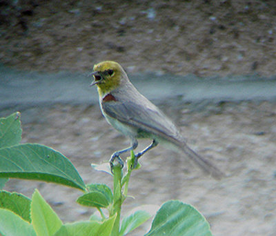 VERDIN , LA QUINTA , CALIFORNIA , USA , 17 , 7 , 2009