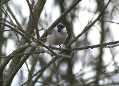 MARSH TIT . LOWER TAMAR LAKE . DEVON . 4 . 4 . 2010 