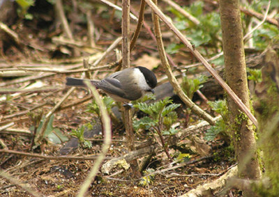 Willow Tit . Parus montanus