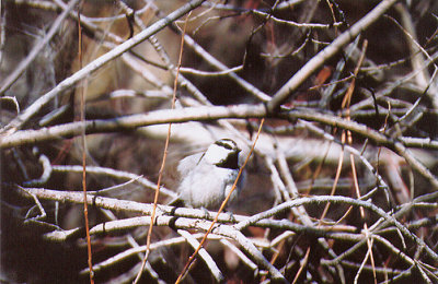 MOUNTAIN CHICKADEE , THE HURKEY CREEK CAMP GROUND , CALIFORNIA , USA . 24 , 11 , 2004