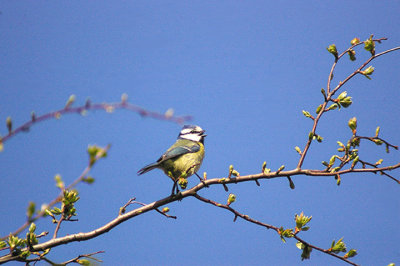 BLUE TIT . EXMINSTER MARSH . DEVON . 23 . 4 . 2013