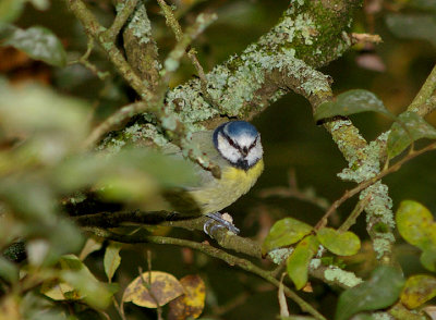 BLUE TIT . STOVER COUNTRY PARK . DEVON . 18 . 10 . 2009