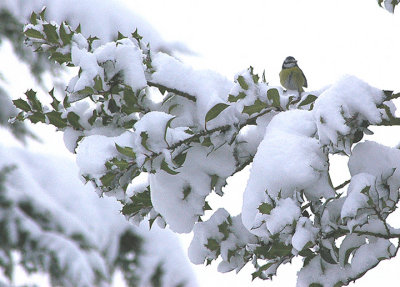 BLUE TIT . TOPSHAM CEMETERY . DEVON . 20 . 12 . 2010