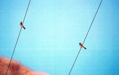 NORTHERN ROUGH WINGED SWALLOW , LAKE CAHUILLA , LA QUINTA , CALIFORNIA , USA . 15 , 11 , 2004