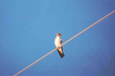 NORTHERN ROUGH WINGED SWALLOW . LAKE CAHUILLA . LA QUINTA . CALIFORNIA . USA . 1 . 3 . 2000