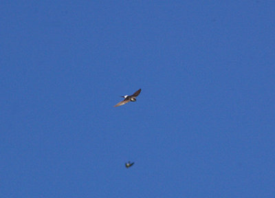 COMMON HOUSE MARTIN . BOWLING GREEN MARSH . TOPSHAM . DEVON . 30 . 8 . 2010