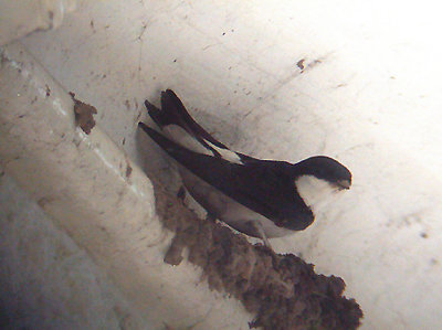 COMMON HOUSE MARTIN . COUNTESS WEAR . EXETER . DEVON . 3 / 6 / 2004