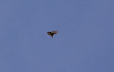  FAN TAILED WARBLER . THE OUED MASSA RESERVE . MOROCCO . 9 / 3 / 2010