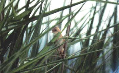 FAN TAILED WARBLER . THE SALT POOLS . ALCUDIA . MAJORCA . 21 / 6 /1989