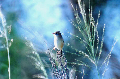 GOLDEN HEADED CISTICOLA . BARGARA BEACH . QUEENSLAND . AUSTRALIA . 4 . 6 . 2000