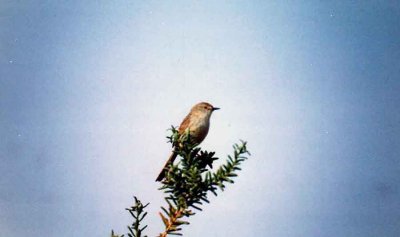 Graceful Prinia . Prinia gracilis