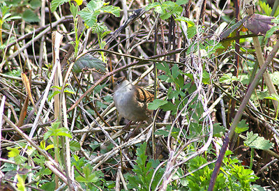 CETTI`S WARBLER . THE EXMINSTER MARSHES . DEVON . 19 . 4 . 2010
