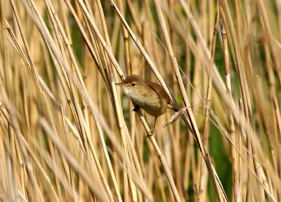 EUROPEAN REED WARBLER . BOWLING GREEN MARSH . TOPSHAM . DEVON . 31 . 5 . 2010