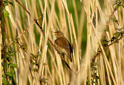 EUROPEAN REED WARBLER . EXMINSTER MARSH . DEVON . 3 . 5 . 2010