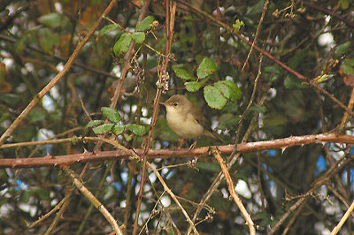 EUROPEAN REED WARBLER . EXMINSTER MARSH . DEVON . 22 . 4 . 2013