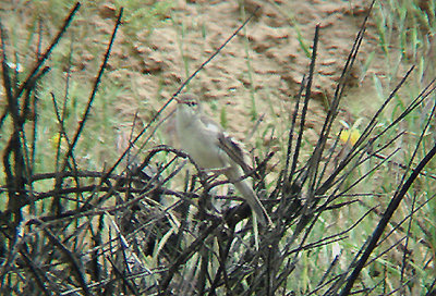 OLIVACEOUS  WARBLER . THE ROAD BETWEEN LAKE VAN & GAZIANTEP . TURKEY. 11 . 5 . 2007