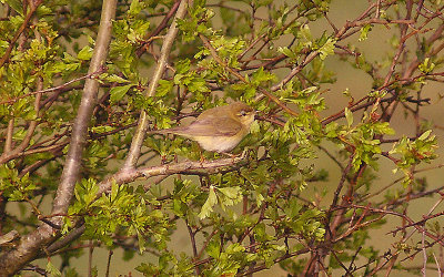 WILLOW WARBLER . EXMINSTER MARSH . DEVON . 16 . 4 . 2013