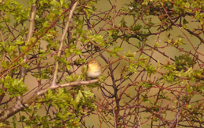 WILLOW WARBLER . EXMINSTER MARSH . DEVON . 16 . 4 . 2013