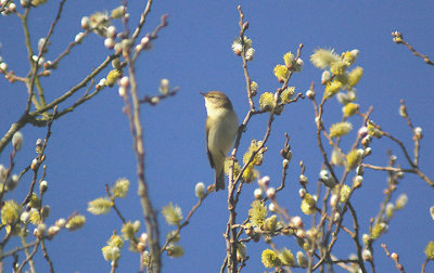 WILLOW WARBLER . EXMINSTER MARSH . DEVON . 19 . 3 . 2012