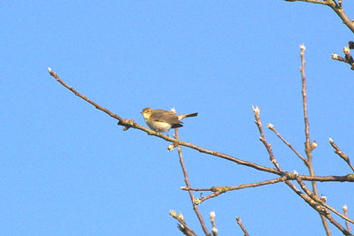 CHIFFCHAFF . EXMINSTER MARSH . DEVON . 16 . 4 . 2010