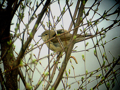 GARDEN WARBLER , YARNER WOOD , DEVON , 24 , 4 , 2006