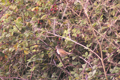 WHITETHROAT .DAWLISH WARREN . DEVON . 18 . 9 . 2013