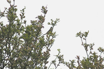 LESSER WHITETHROAT . EXMINSTER MARSH . DEVON . 6 . 5 . 2011