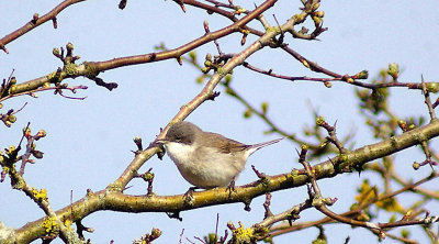 LESSER WHITETHROAT . EXMINSTER MARSH . DEVON . 21 . 4 . 2013