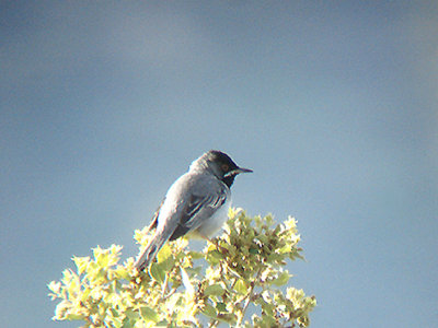  RUPPELLS WARBLER . OVACIK . TURKEY. 19 / 4 / 2008