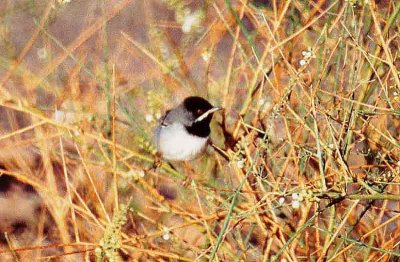 RUPPELLS WARBLER . THE PUMPING STATION . EILAT . ISRAEL . 27 / 3 / 2001