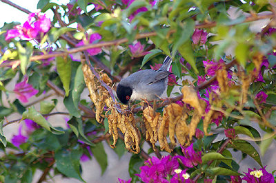 SARDINIAN WARBLER . THE MOTEL RIBIS . Nr AGADIR . MOROCCO . 10 / 3 / 2010