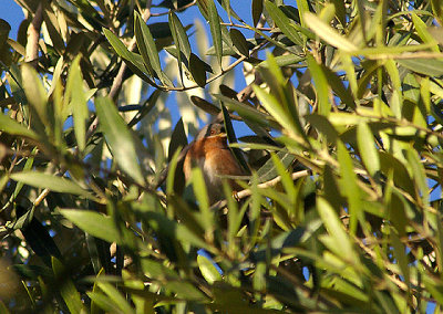 WESTERN SUBALPINE WARBLER . THE MOTEL RIBIS . Nr AGADIR . MOROCCO . 10 / 3 / 2010