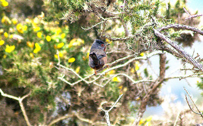 DARTFORD WARBLER . AYLESBEARE COMMON . DEVON . ENGLAND . 2 . 6 . 2010