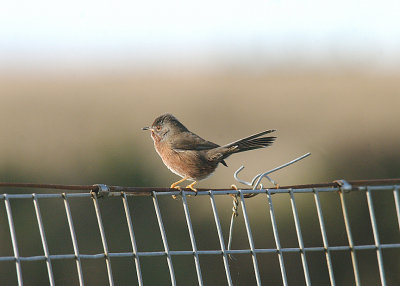 DARTFORD WARBLER . COLATON RALEIGH COMMON . DEVON . ENGLAND . 13 . 11 . 2013