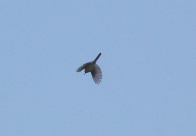 MARMORA`S WARBLER . BLORENGE . GWENT . WALES . 3 . 6 . 2010