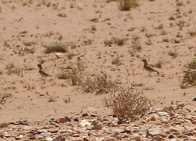 THICK BILLED LARK . THE AOUSSARD ROAD . THE SAHARA DESERT . WESTERN SAHARA . 7 / 3 / 2010