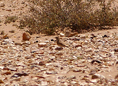  THICK-BILLED LARK . THE AOUSSARD ROAD . THE SAHARA DESERT . WESTERN SAHARA . 7 / 3 / 2010