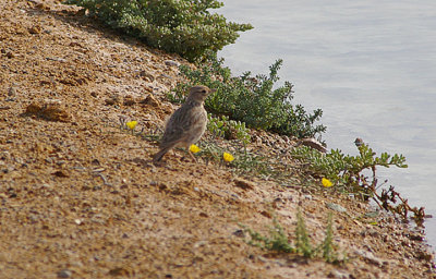 CRESTED LARK . CUTOUKA TO DAKHLA . WESTER SAHARA . 5 / 3 / 2010